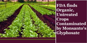 cfl-graphic-organc-farms-contaminated-by-glyphosate