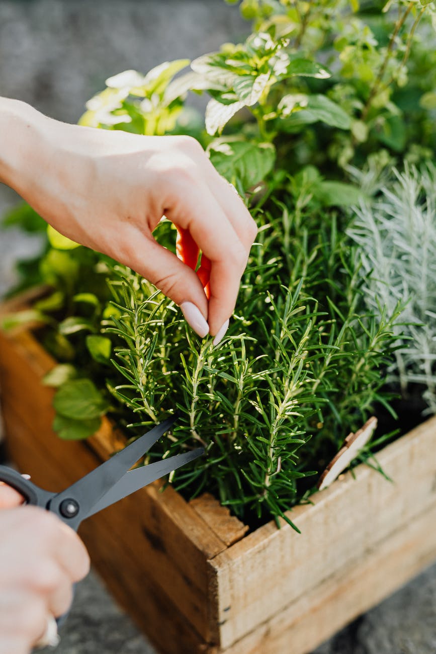 person holding green plant on brown wooden table