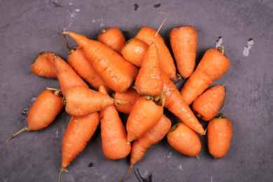 bunch of carrots